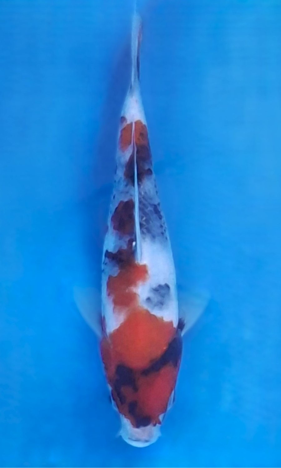 Showa Sanshoku 20260111