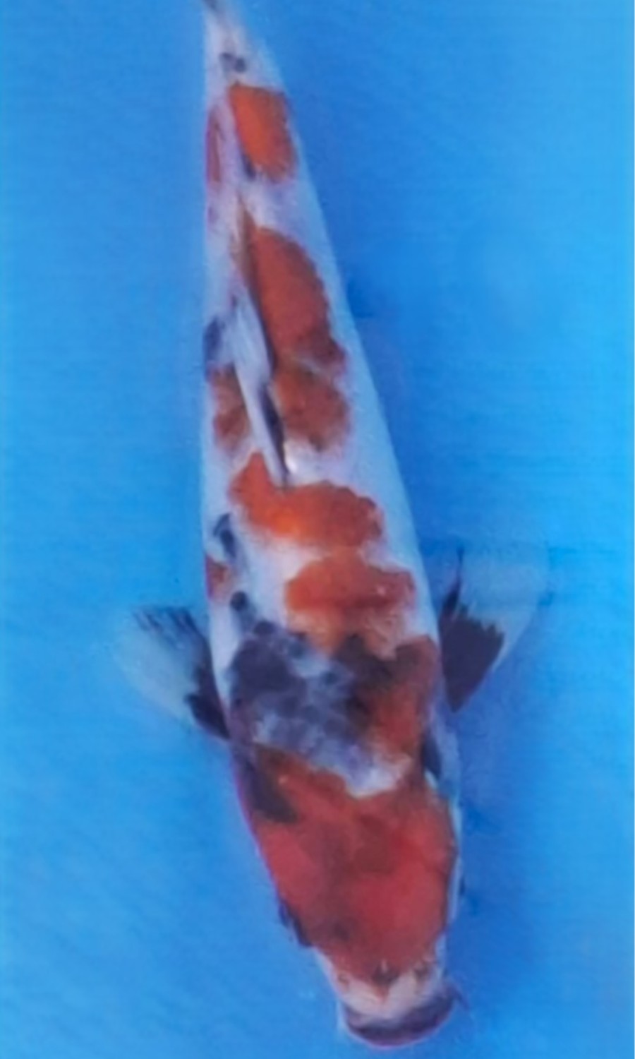 Showa Sanshoku 20260111