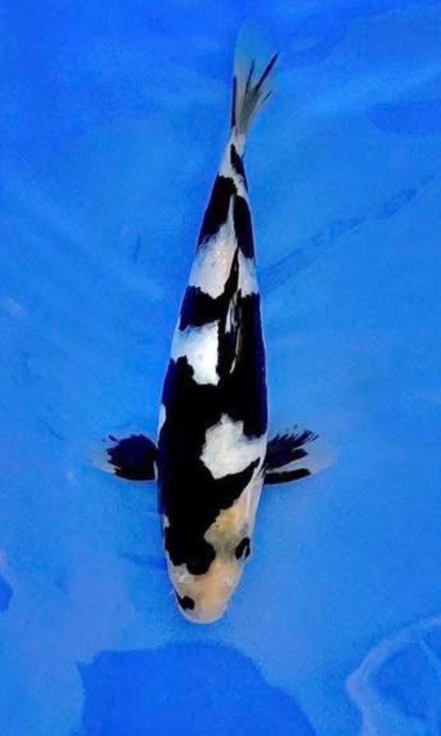 UTSURIMONO & BEKKO 20260310