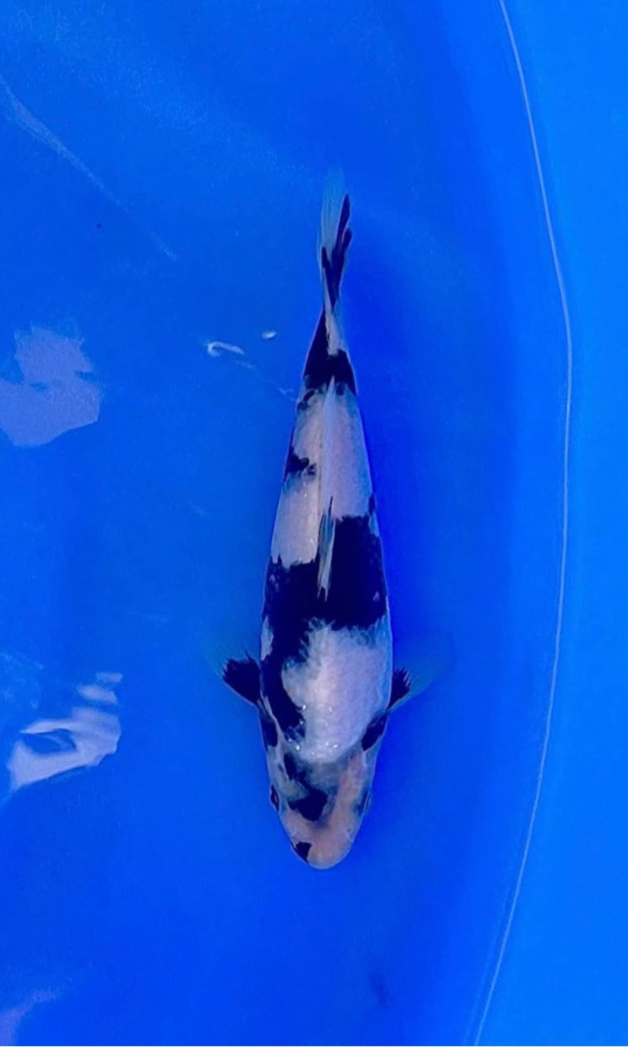 UTSURIMONO & BEKKO 20260111