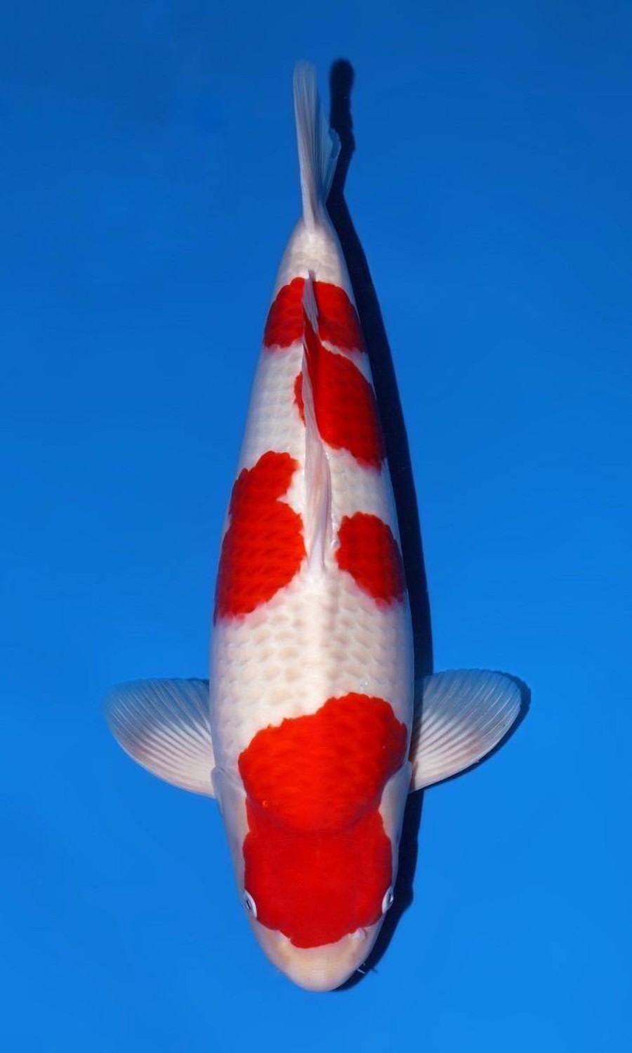 Male Kohaku 20260111