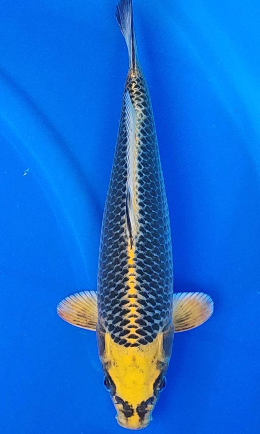 HIKARI MUJIMONO 20260111