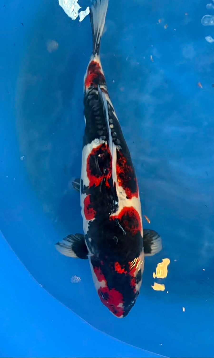 GOSHIKI & KOROMO 20260111