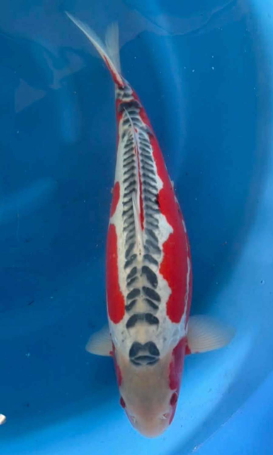 ASAGI & SHUSUI 20260111