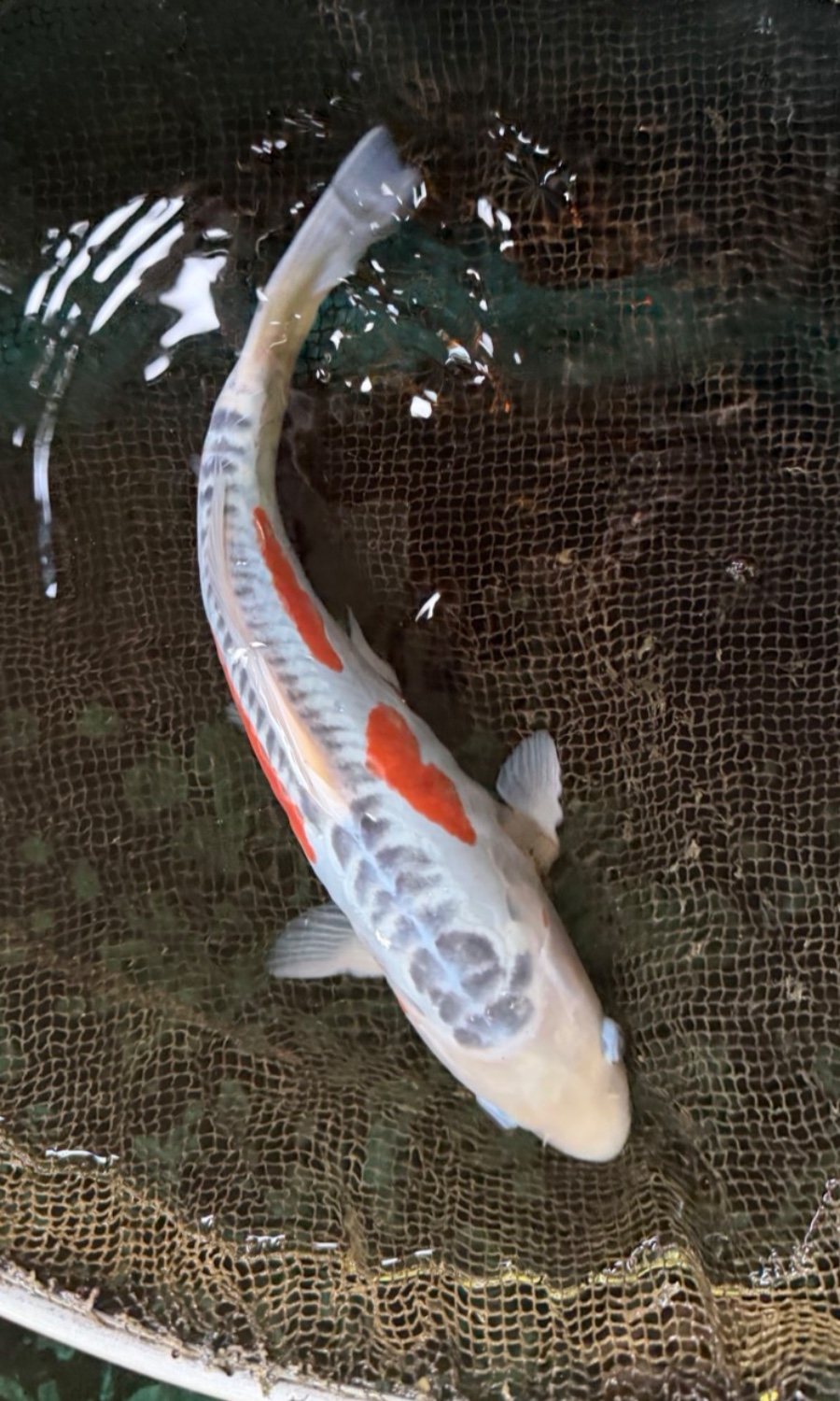 ASAGI & SHUSUI 20260112