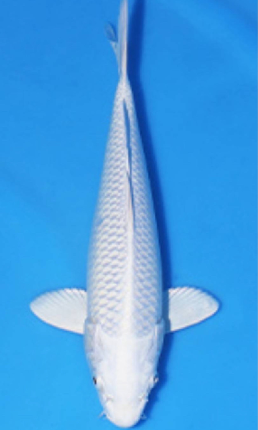 HIKARI MUJIMONO 20260112