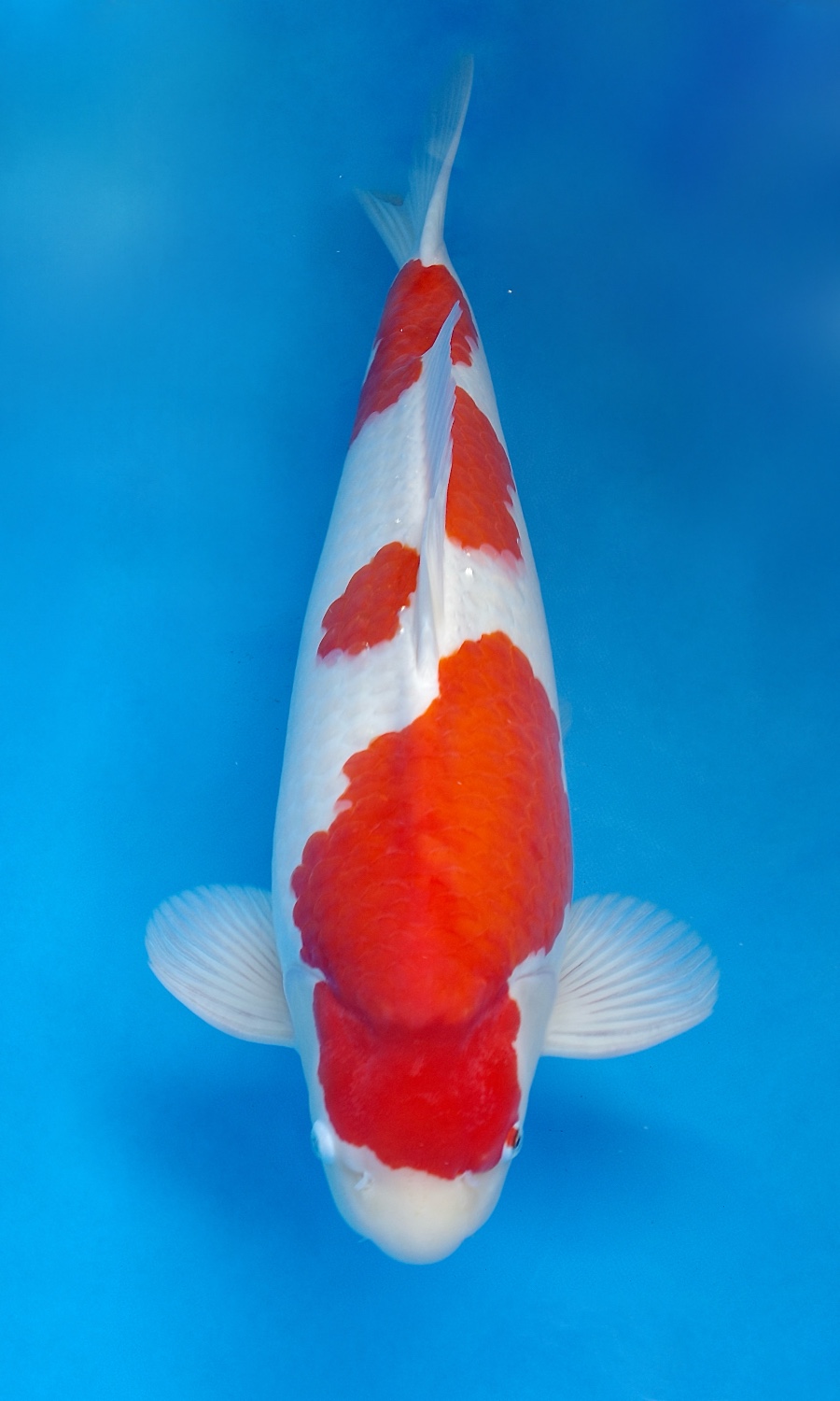 Male Kohaku 20260303