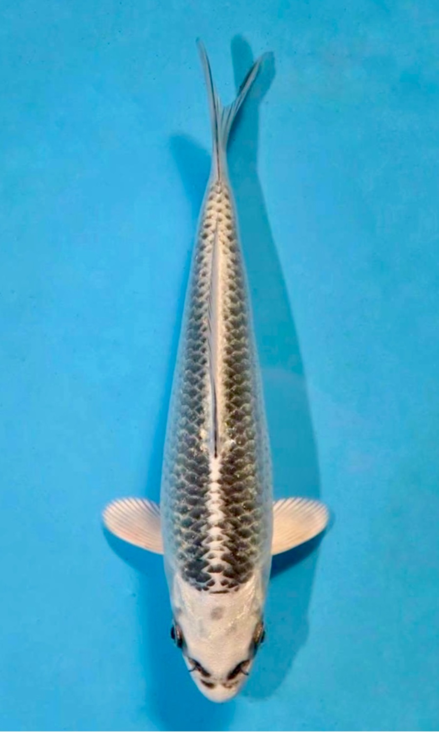 HIKARI MUJIMONO 20260310