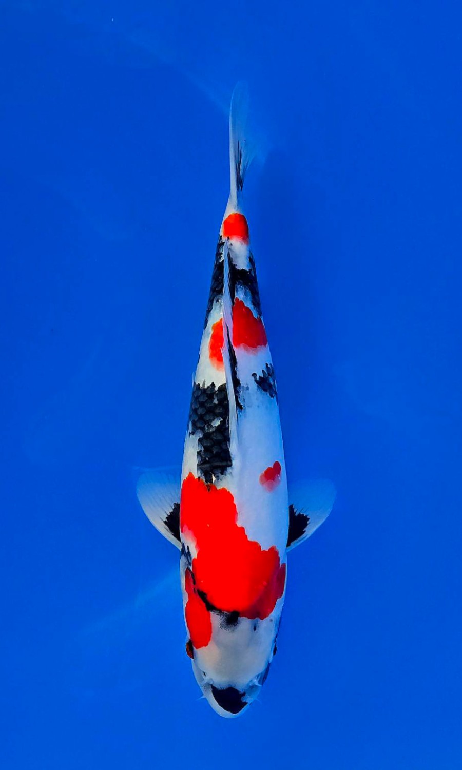 Showa Sanshoku 20260228