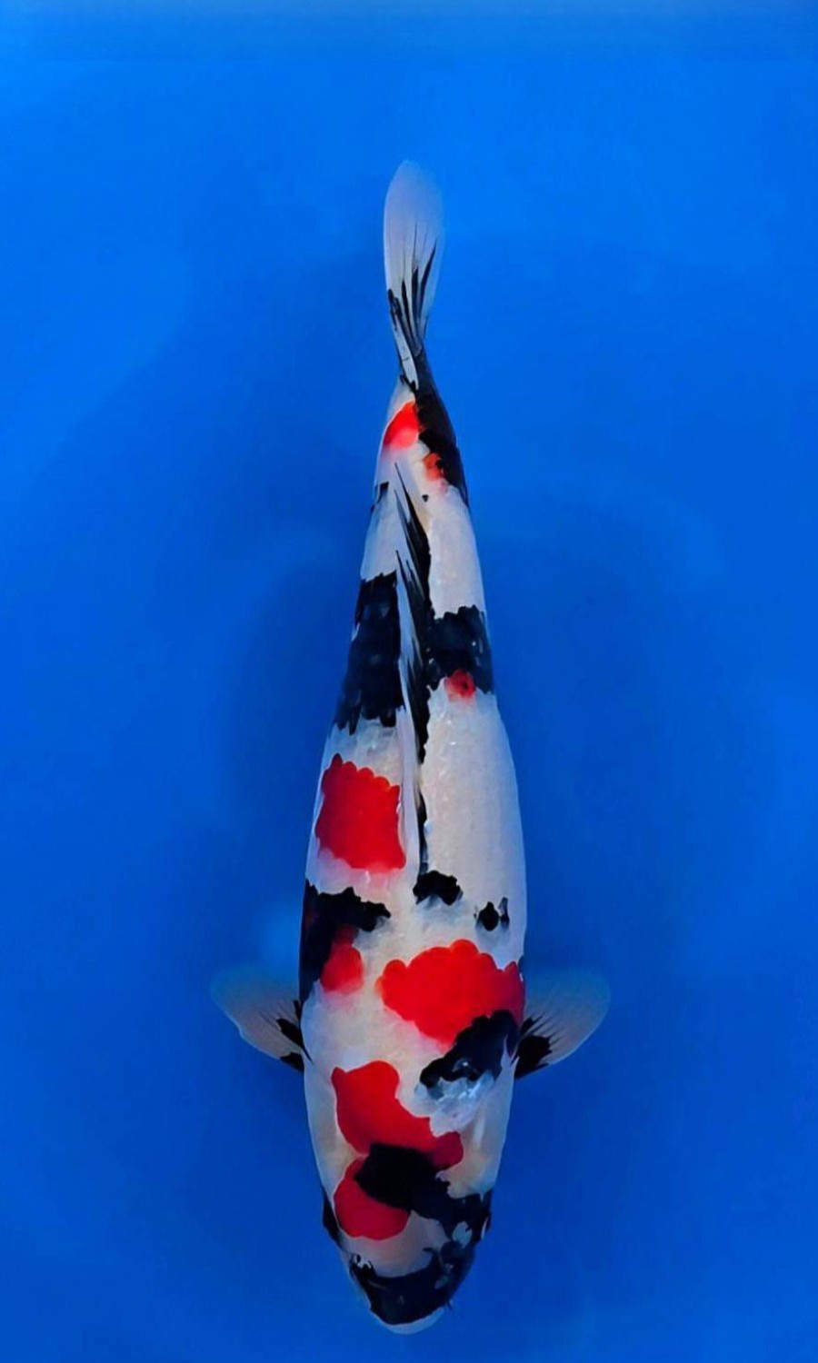 Showa Sanshoku 20260228