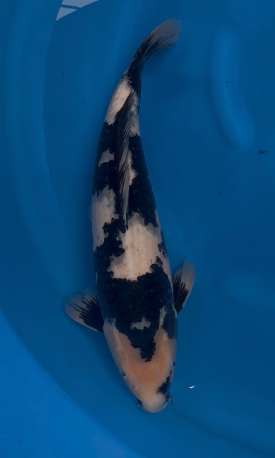 UTSURIMONO & BEKKO 20260306