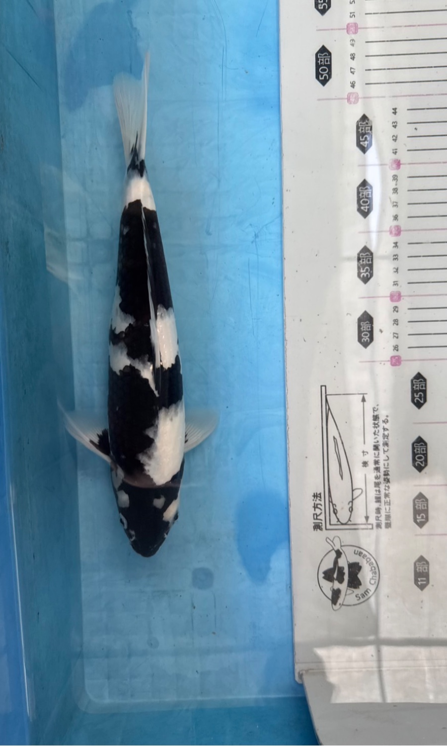 UTSURIMONO & BEKKO 20260309