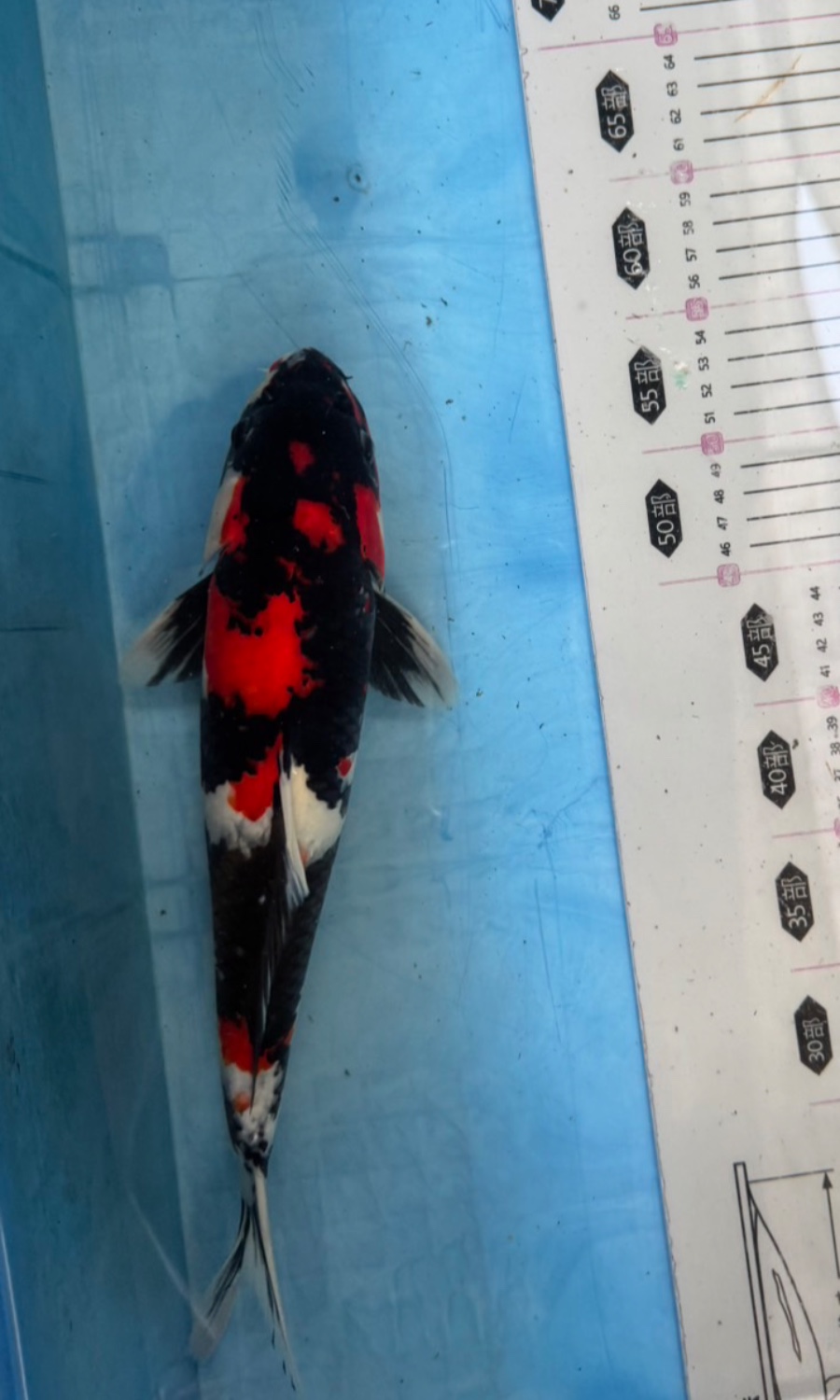 Showa Sanshoku 20260309