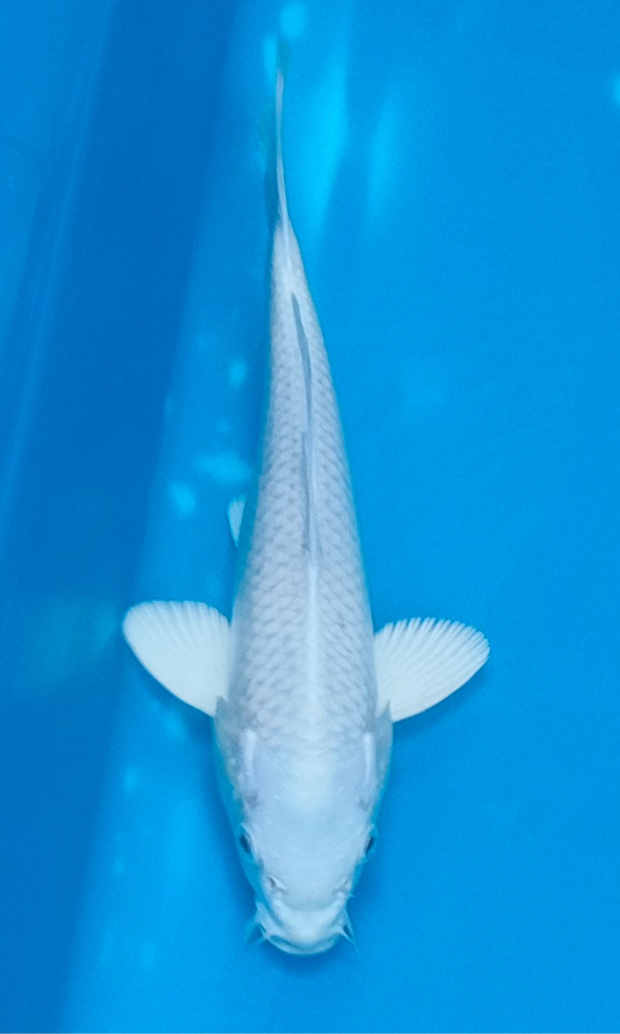 HIKARI MUJIMONO 20260309