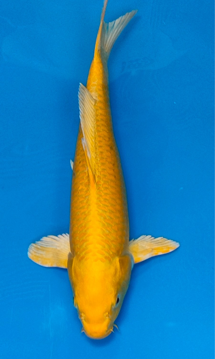 HIKARI MUJIMONO 20260309